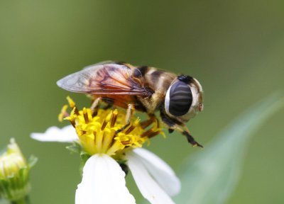 Hover Fly 祼芒寛盾蚜蠅 Phytomia errans