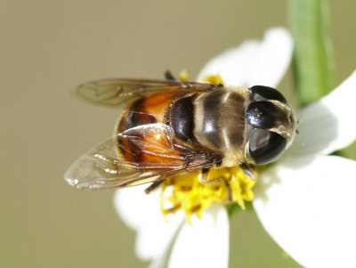 Hover Fly 祼芒寛盾蚜蠅 Phytomia errans