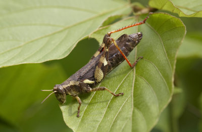 Short-horned Grasshopper 短角外斑腿蝗 Xenocatantops brachycerus