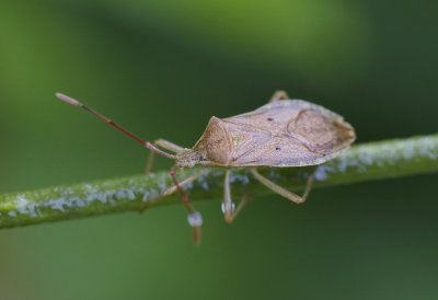 Coreid Bug 一點同緣椿象 Homoeocerus unipunctatus
