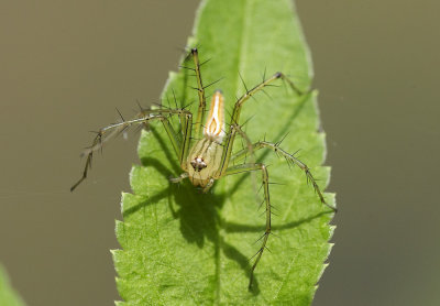 Lynx Spider 貓蛛 Oxyopes sp.