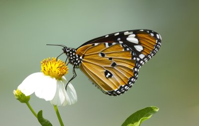 Plain Tiger 金斑蝶 Danaus chrysippus