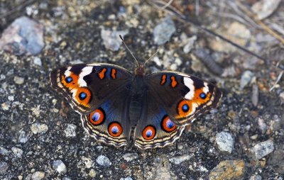 Blue Pansy (female) 翠藍眼蛺蝶（雌）Junonia orithya