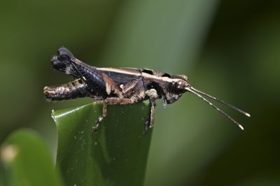 Short-horned Grasshopper 東方凸額蝗 Traulia orientalis