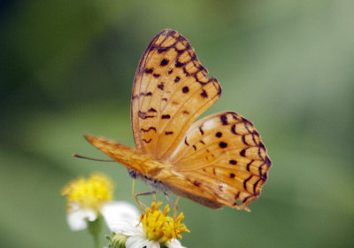 Common Leopard 琺蛺蝶 Phalanta phalantha