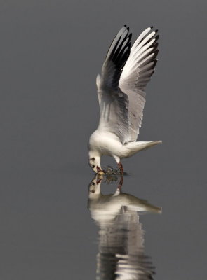  Black-headed Gull 紅咀鷗