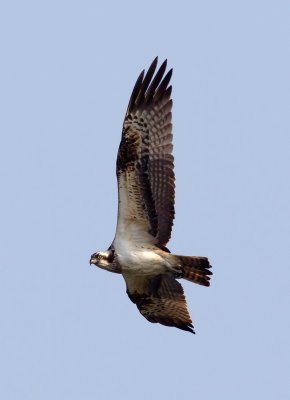 Osprey  魚鷹