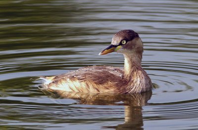 Little Grebe