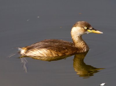 Little Grebe