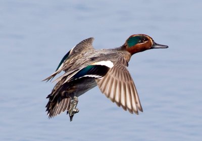 Common Teal 綠翅鴨