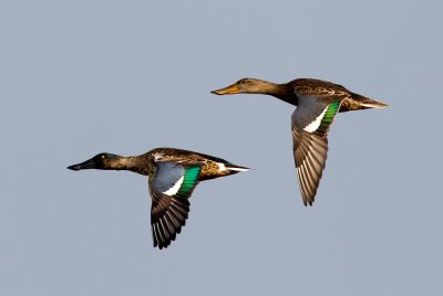 Northern Shoveler 琵嘴鴨