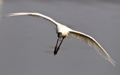 Black-faced spoonbill 黑臉琵鷺