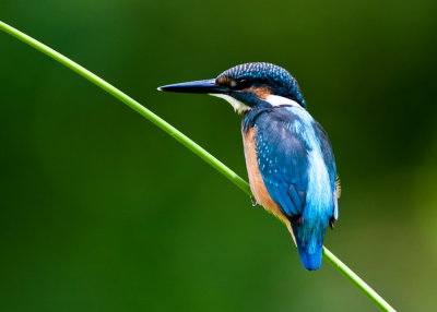 Common Kingfisher 普通翠鳥