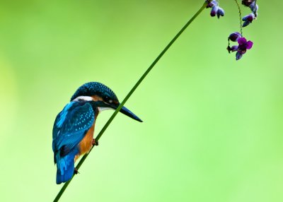 Common Kingfisher 普通翠鳥