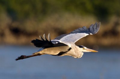 Grey Heron 蒼鷺