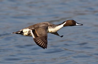 Northern Pintail 針尾鴨