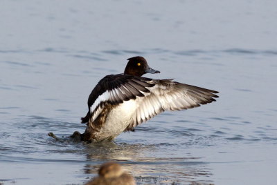 Tufted Duck 鳳頭潛鴨