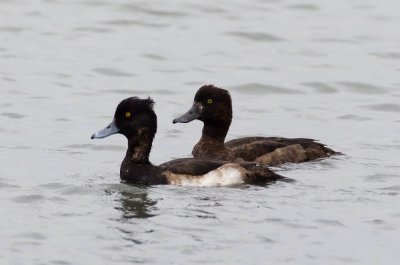 Tufted Duck 鳳頭潛鴨