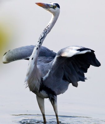 Grey Heron 蒼鷺