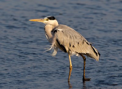 Grey Heron 蒼鷺
