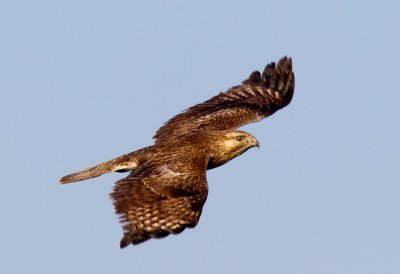 Common Buzzard 普通鵟