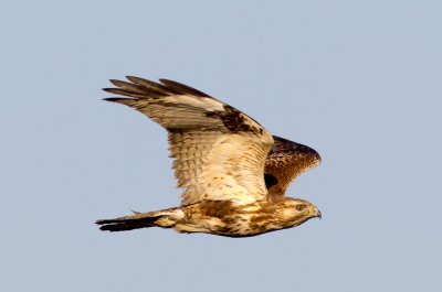 Common Buzzard 普通鵟