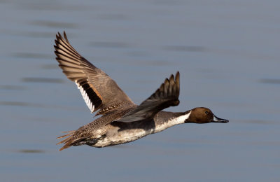 Northern Pintail 針尾鴨