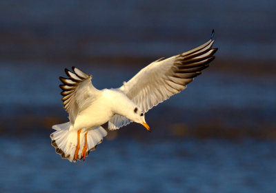 Black-headed Gull 紅咀鷗