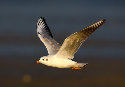 Black-headed Gull 紅咀鷗
