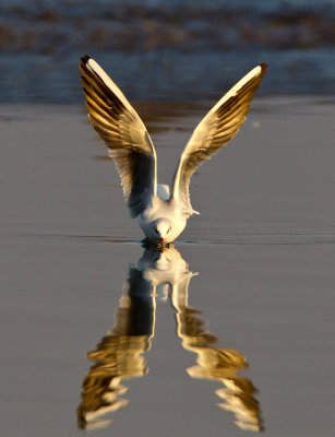 Black-headed Gull 紅咀鷗