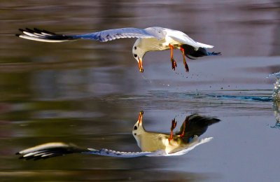 Black-headed Gull 紅咀鷗