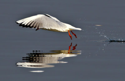 Black-headed Gull 紅咀鷗