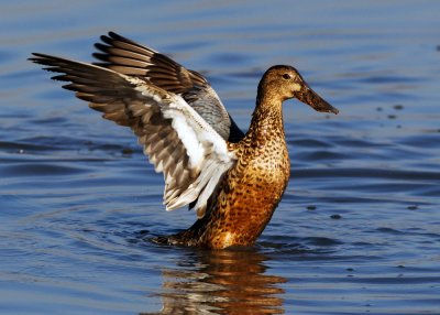 Northern Pintail 針尾鴨