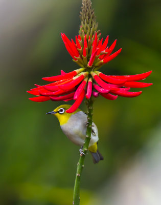 Japanese White-eye 暗綠繡眼鳥 