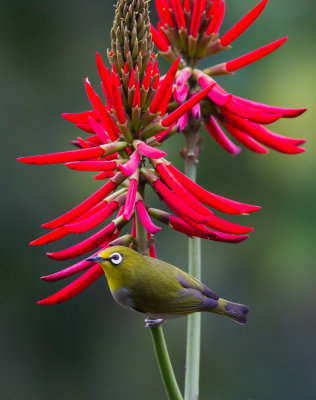 Japanese White-eye 暗綠繡眼鳥 