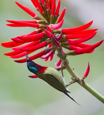 Fork-tailed Sunbird 叉尾太陽鳥 