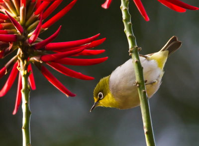 Japanese White-eye 暗綠繡眼鳥 