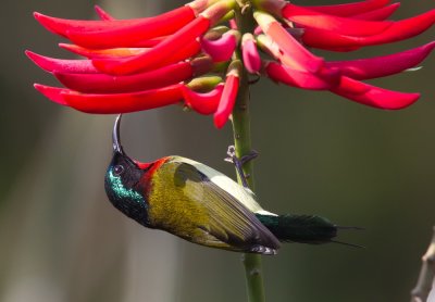 Fork-tailed Sunbird 叉尾太陽鳥 