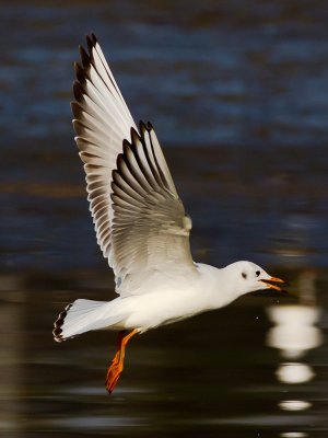 Black-headed Gull 紅咀鷗