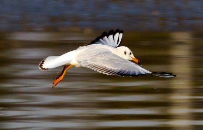 Black-headed Gull 紅咀鷗