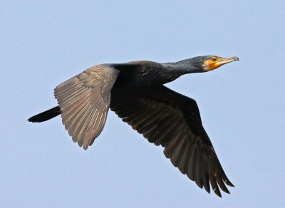Cormorant