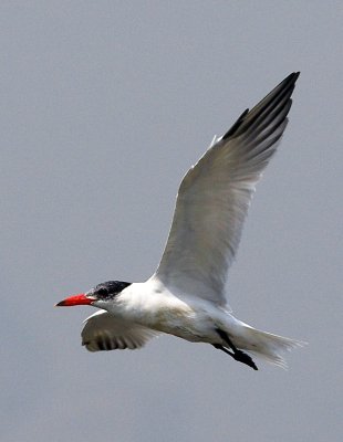 Caspian Tern 紅嘴巨鷗