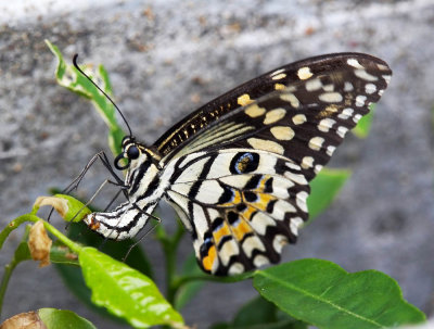 Lime Butterfly 達摩鳳蝶 Papilio demoleus