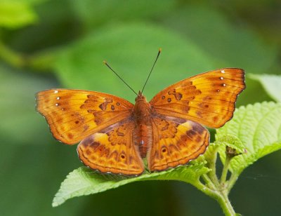 Black Prince (female) 羅蛺蝶(雌)Rohana parisatis
