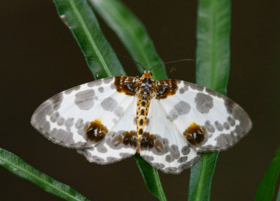 Common Magpie Moth 金星尺蛾 Abraxas amicula
