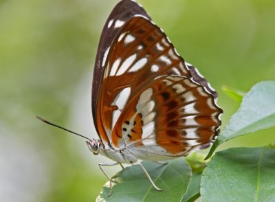 Five-dot Sergent 殘鍔線蛺蝶 Limenitis sulpitia