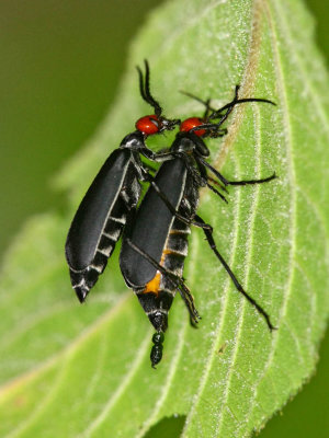 Blister Beetle 毛脛豆芫菁 Epicauta tibialis