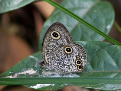 Common Four-ring 前霧矍眼蝶 Ypthima praenubila