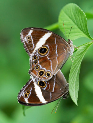 Banded Tree Brown 白帶黛眼蝶 Lethe confusa