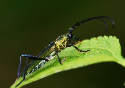 Long-horned Beetle 綠天牛 Chelidonium sp.